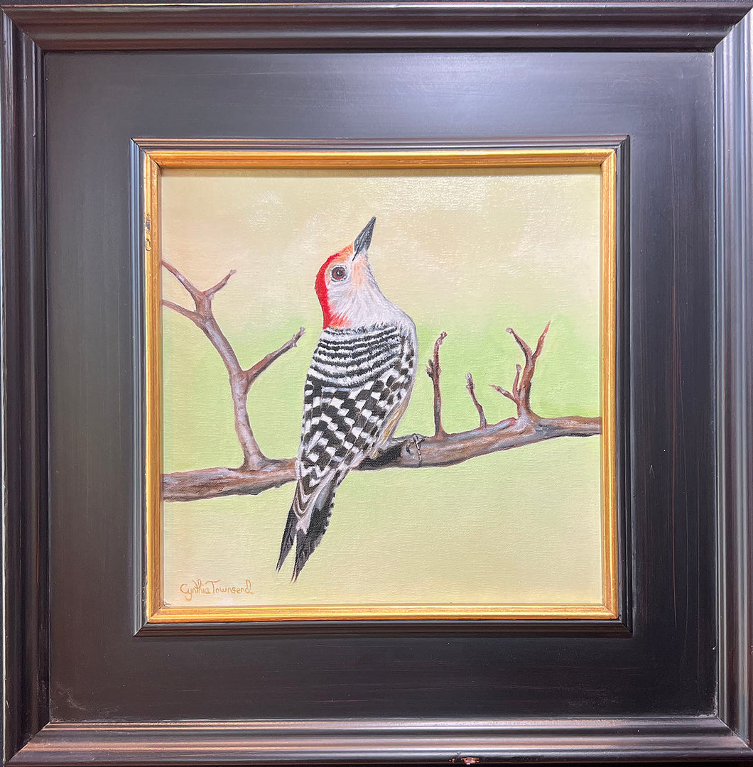 Red-bellied Woodpecker